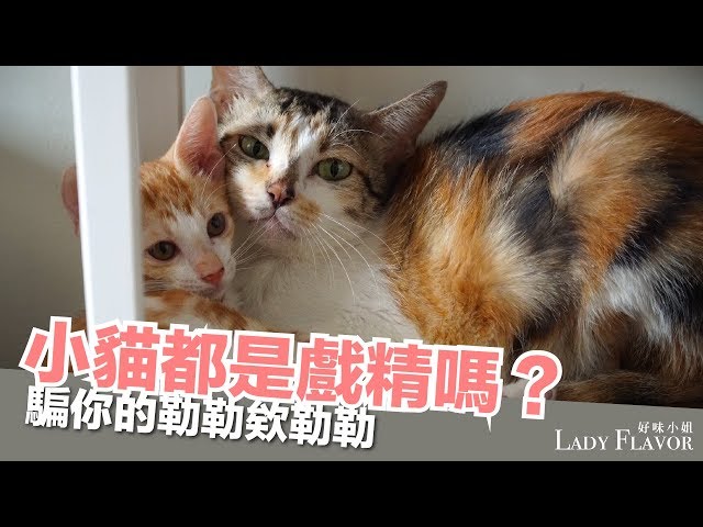 【好味小姐】小貓一早展現的精湛演技！〖好味貓日常〗