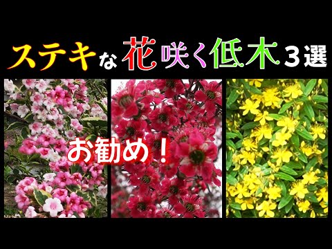 秋に咲く木4選｜プロが教える選び方と育て方のコツ