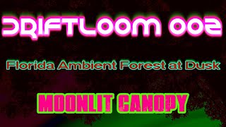DriftLoom 002 — Moonlit Canopy | Florida Ambient Forest at Dusk