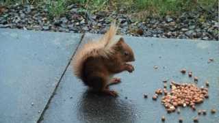 Red Squirrels