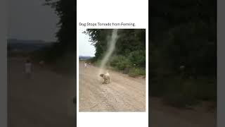 dog stops Tornado from forming 🌪️
