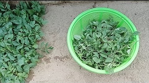 Giâm Ngọn Hoa Thược Dược Bằng Giá Thể Cát Đen Hay Đất Sàng Nhỏ