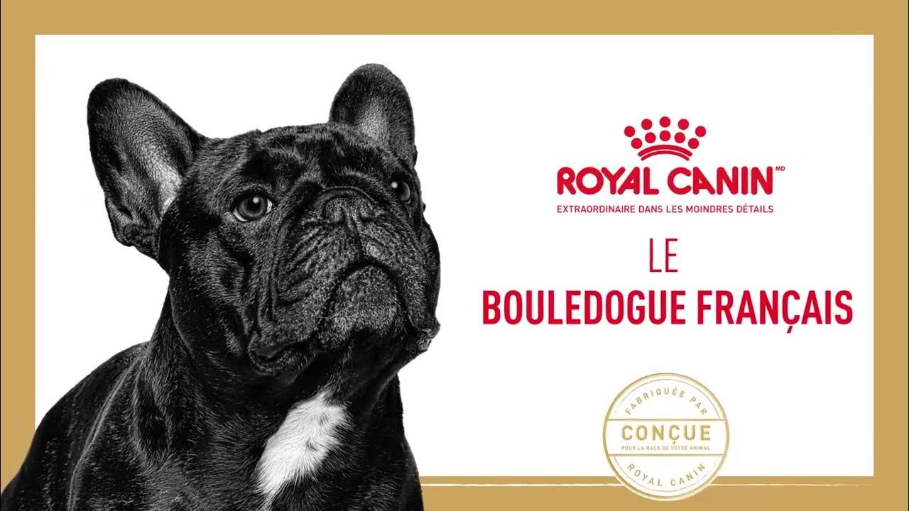 Bouledogue Français Royal Canin YouTube