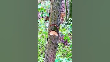 cool skill to cut down tree trunks with a sharp machete #shorts