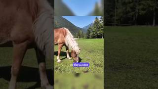 АЛЬПИЙСКИЕ КОНИ #traveling #travel #словения #путешествия #альпы #slovenia #reels #shorts #horses