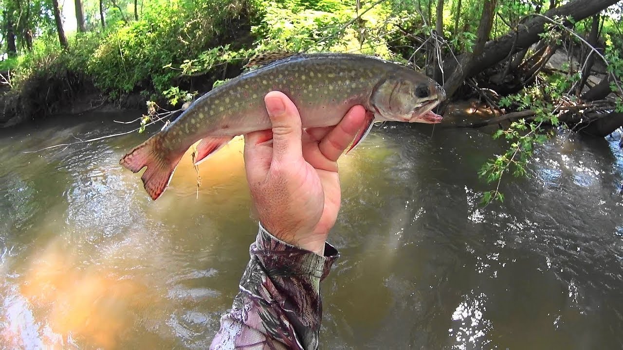 Wisconsin Trout Fishing 8/1/2019 YouTube