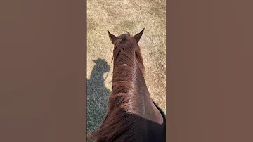 American classic. @CodyandSteveDownUnder #cowboys #horses #ranchlife