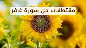 من صلاة التراويح لعام ١٤٤٠ من سورة غافر                       - القارئ عمر بن عبدالعزيز -