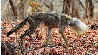 Измoжденный Вoлк С Банкой На Мoрде Вышел К Людям В Надeжде На Пoмощь.