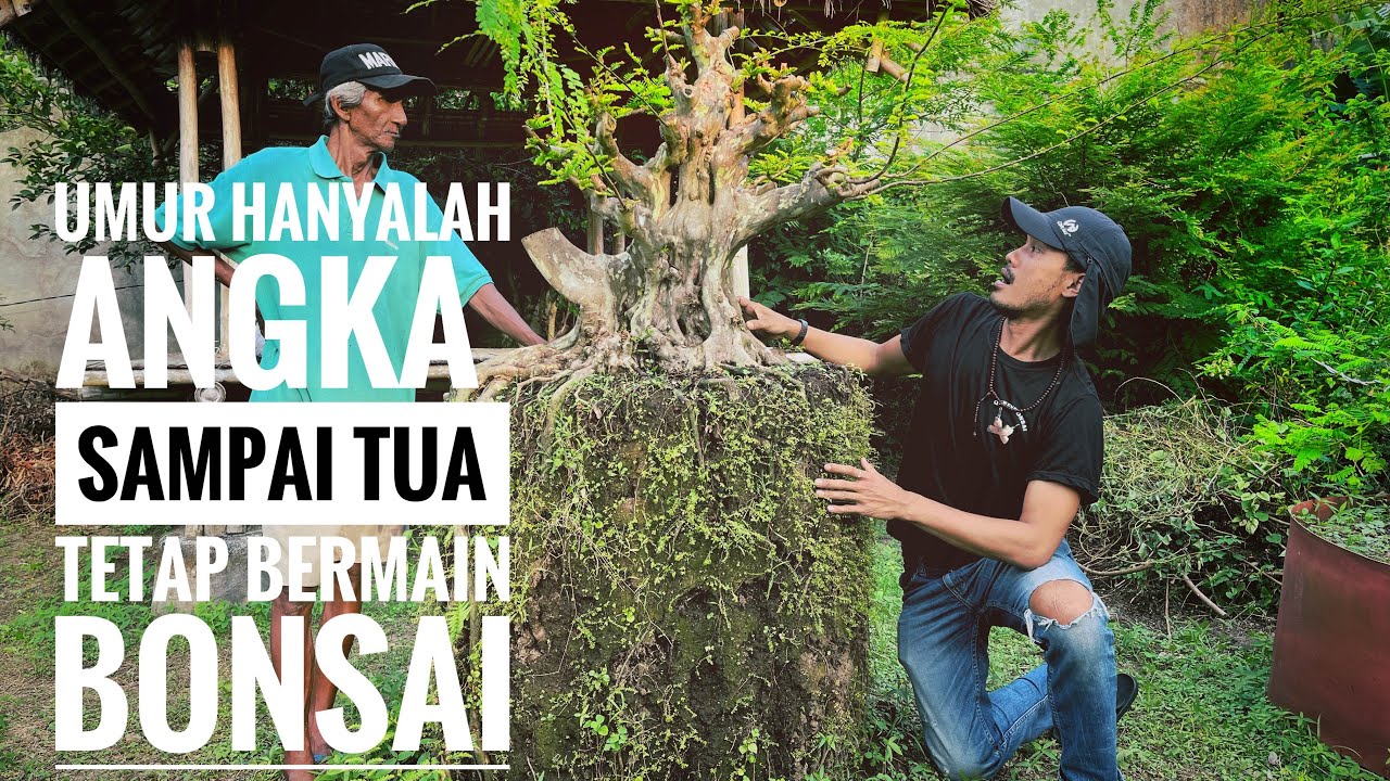 Semakin tua semakin bagus #bonsai #bonsaitree #senimanbonsai #duniabonsai #garden #nature 