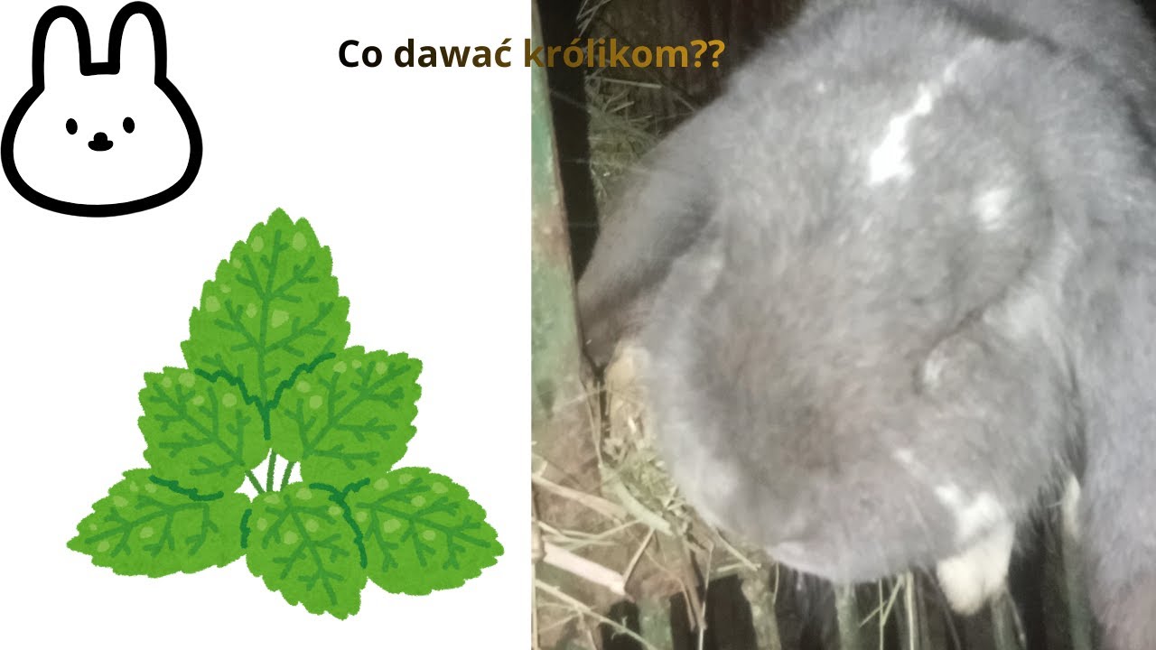 Co mniej więcej podawać królikom żeby były w dobrej kondycji?? Pół daily#4