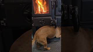 Keeping Minion warm #narrowayhomestead #theoneandonlyminion #farmdog #woodheat #warmth