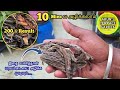 மரவட்டையை/ரயில் பூச்சிய அழிப்பது எப்படி?  200% success | How to control Millipedes in garden