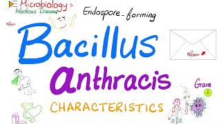 Bacillus anthracis characteristics | Microbiology 🧫 & Infectious Diseases 🦠