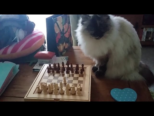 Open world chess with cats