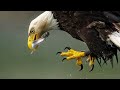 Insane bald eagle feeding frenzy  bird in flight photography with sony a1 200600  600f4