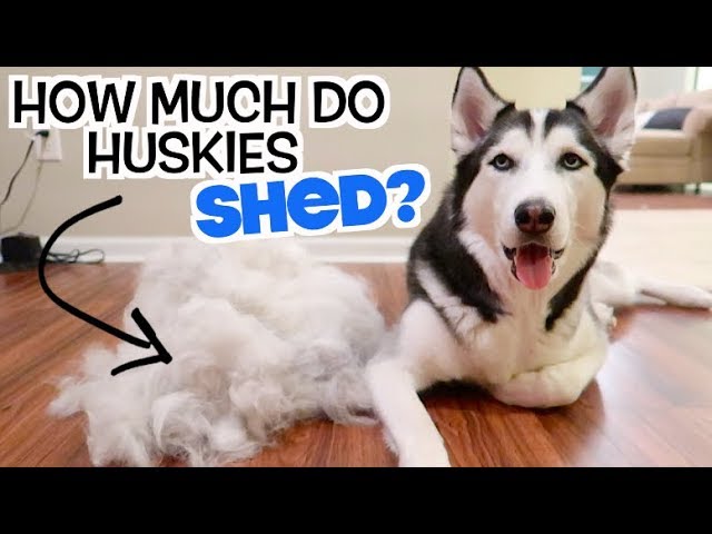 How Much Does A Siberian Husky Shed