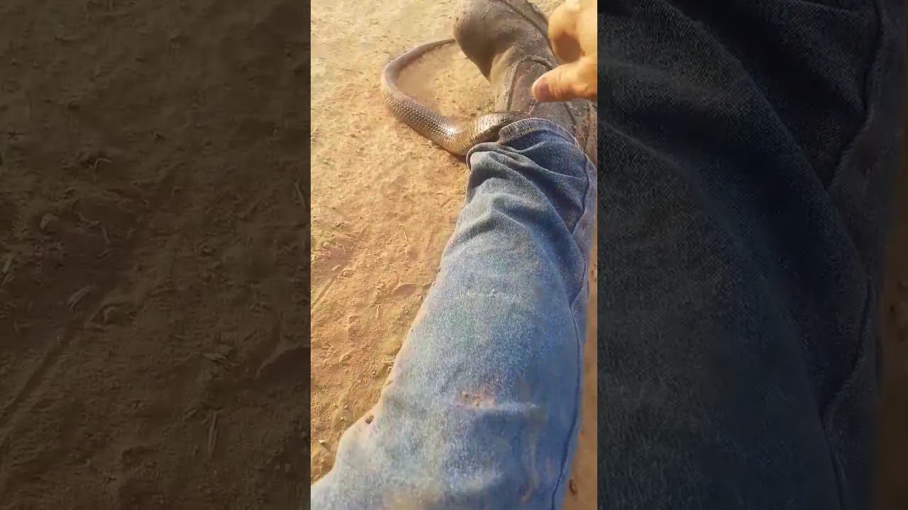 Snake Pulled Out Of Man'S Pants || Viralhog