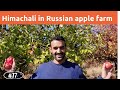 Apple Farms in RUSSIA || Indian in Russia || Himachali Orchidist in Russia