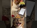 What a moment cats are to Funny
