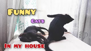 Funny Cats In My House Time Spend With Them  #cat #kitten #pets #funny #cute