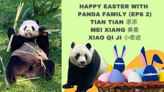 Easter Sunday With Panda Family Tian Tian, Mei Xiang and Xiao Qi Ji (Eps 2) #panda #pandastory