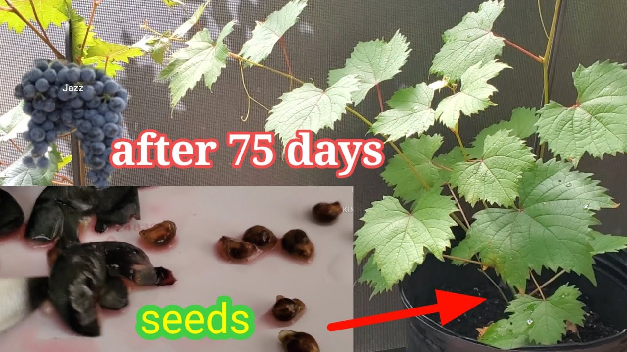 Fast Easy Growing Grapevines from Seeds + Tips on How to Replant the Seedlings