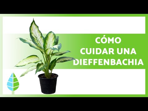 Video: Planta de interior Dieffenbachia: cultivo y cuidado de las plantas de caña tonta