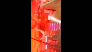 Circo Rolex Tijuana 2016 - Parte 1 💝