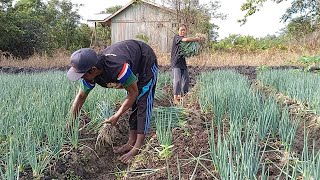 GUSTI MBOTEN SARE! MODAL SEDERHANA, HASIL TAK TERDUGA — PANEN DAUN BAWANG PAK WANI BIKIN HARU!