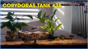 Tổng hợp các loại #Corydoras (Cá Chuột) #35