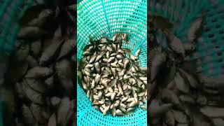 Rupchand Nutter Fish Seeds 1000 Line Available Fish Farm Dharmapuri 9361609994