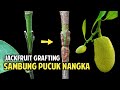 Sambung Pucuk Nangka || Easy Grafting JackFruit Tree