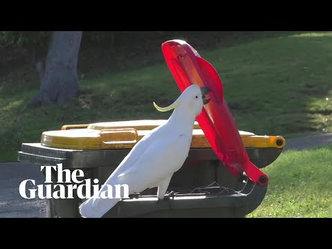 Sulphur-crested cockatoos in Australia are learning how to open garbage bins in