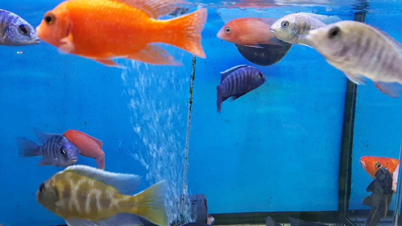 Aquarium fish Friday market Kuwait YouTube