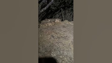 Speckled Rattlesnake at Night Fairview Mountain Mojave Desert CA