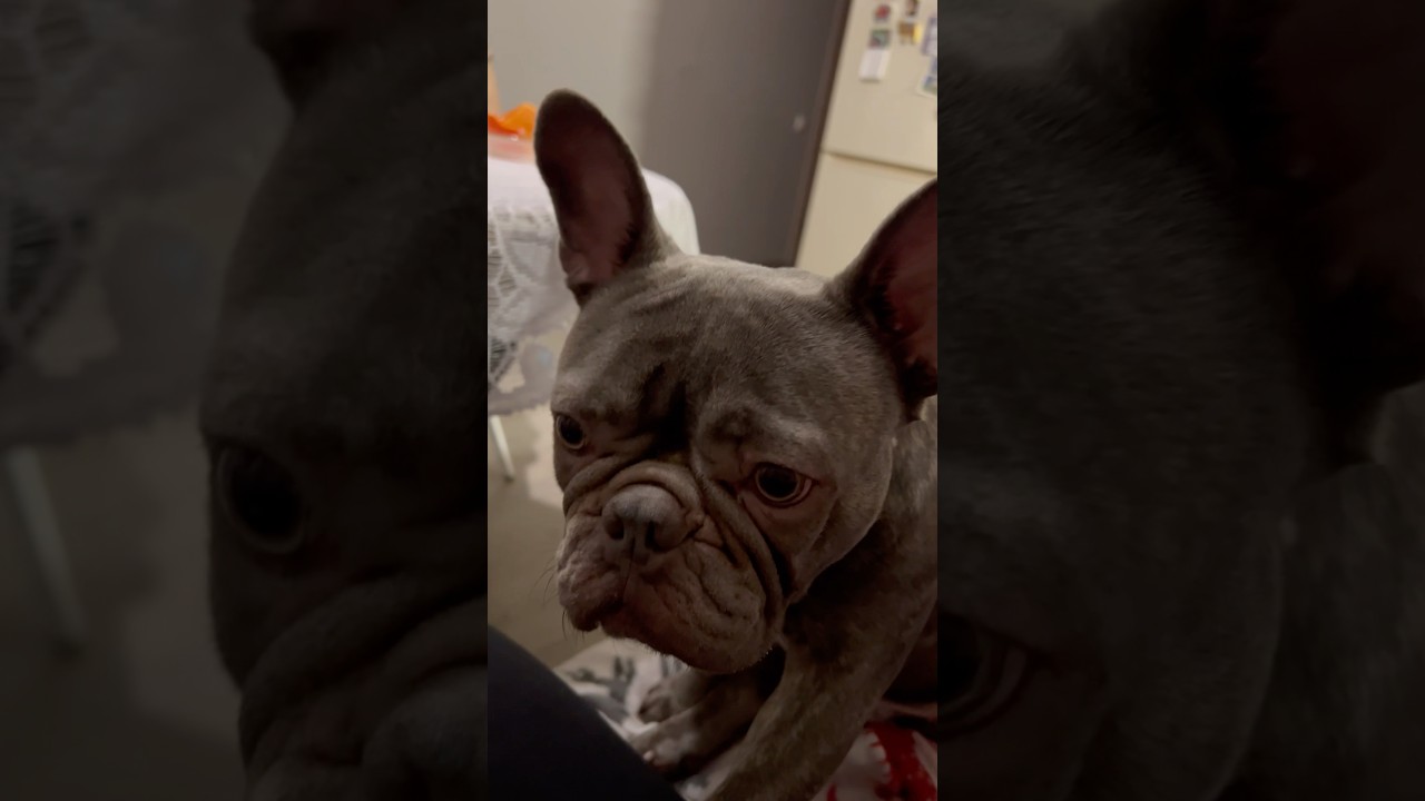 Вашему вниманию яблочки Медовый хруст 