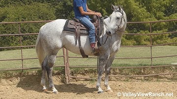 Docs Highpistolannie - mount, easy jog, stops! - ValleyViewRanch.net