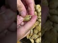 🥜MANI | KAIN TAYO NG MANI #short