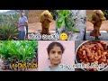 ಹುಲಿ ಬಂತು 😁||simplevlog||natural turmeric||harvest||@sahanavlogs-12 
