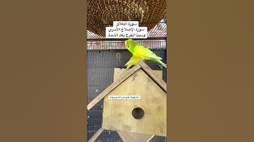 #سورة_الطلاق #قرآن #فضل السورة في مربع التعليقات #العراق #مصر #طيور #البادجي #quran #birds #budgies