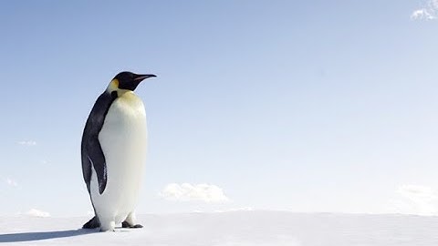Penguin in Glacier 3D Animation | Evening Scene in Antarctica | Green Land | Blender