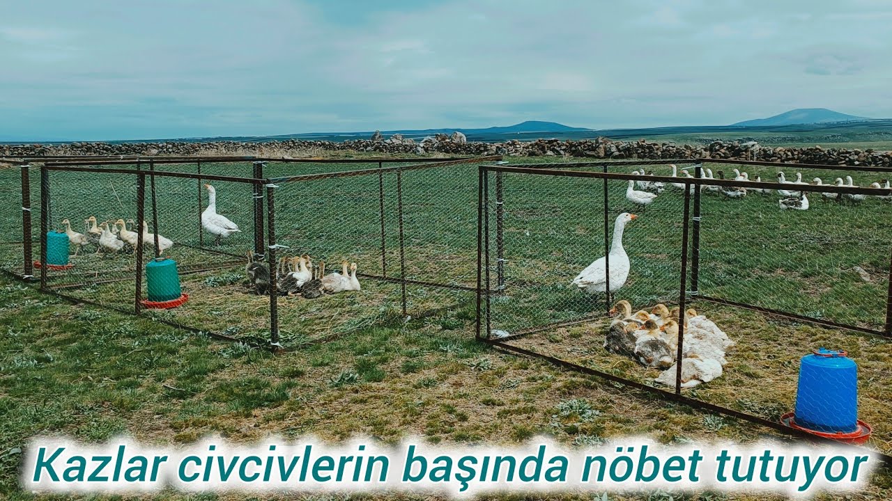 Yerli ırk dişi kaz başına 27 yumurta / Kazlar civcivlere sahip çıkıyor #goose #farm