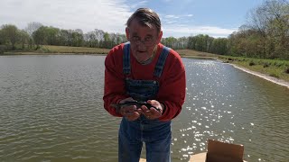 Released 333 cat fish into the pond today