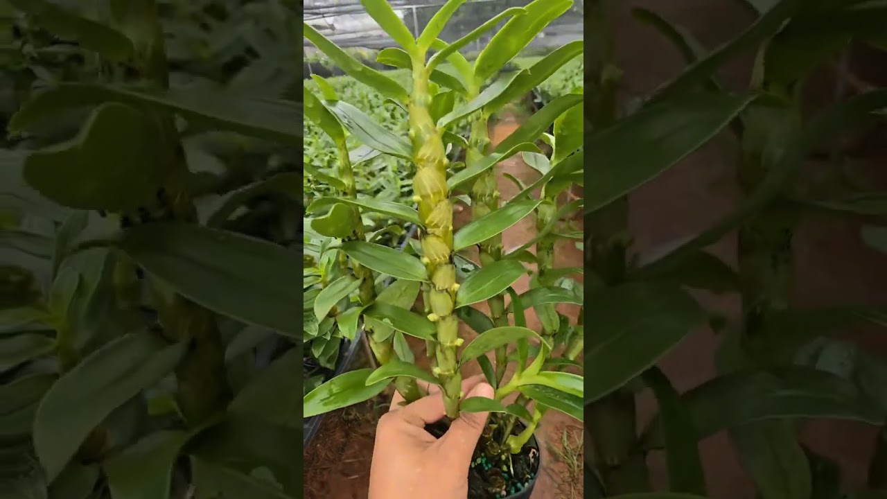 đen rô xuân trắng chớp siêu nụ, chỉ có 120k/1 chậu