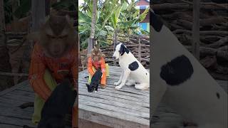 Super SokYaa,OG, ToTo Animals Are So Awesome #shorts