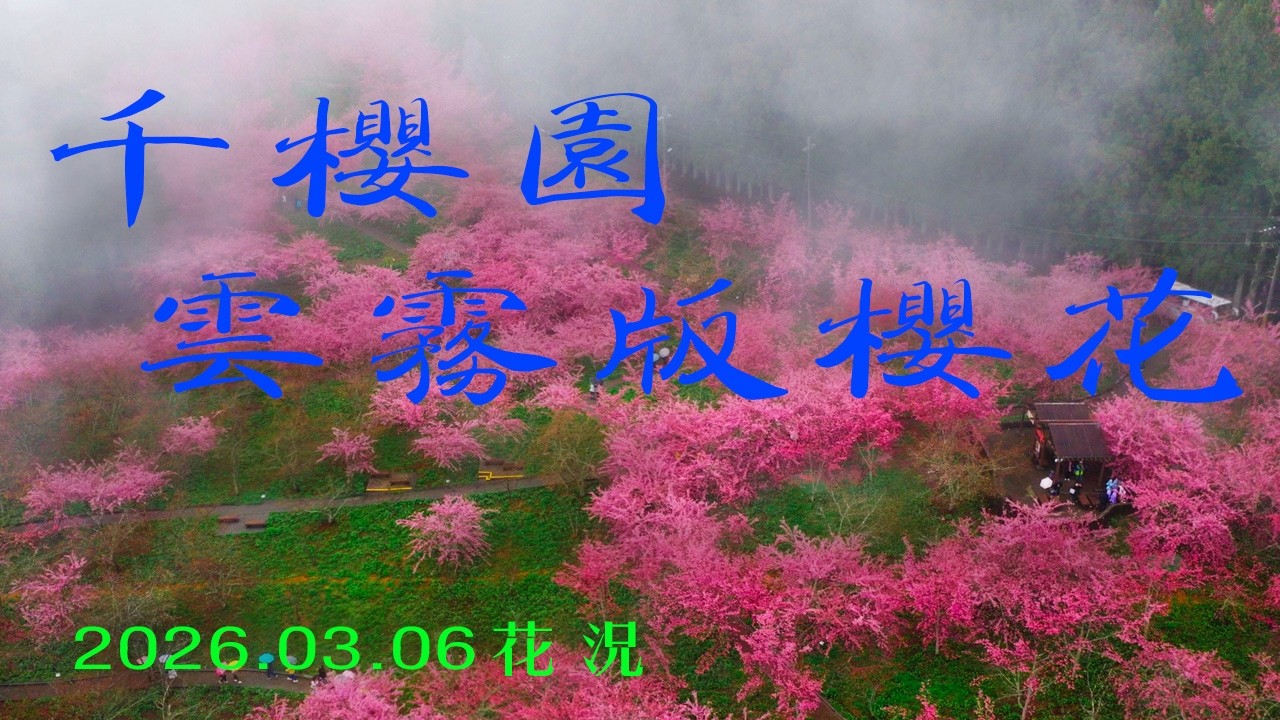 福壽山千櫻園雲霧版 !   在雲端遇見粉色浪潮！ 🌸 絕美空拍      背景音樂 波浪之上    #福壽山農場 #千櫻園