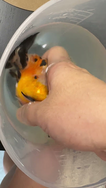 Guess what I'm doing?? #koi #fish #goldfish