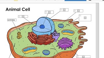 Create an interactive digital worksheet using Teachermade