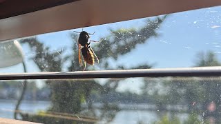 Giant Hornets have arrived in New Jersey.  #hornet # by OnTheFritzTV 47 views 2 weeks ago 19 seconds